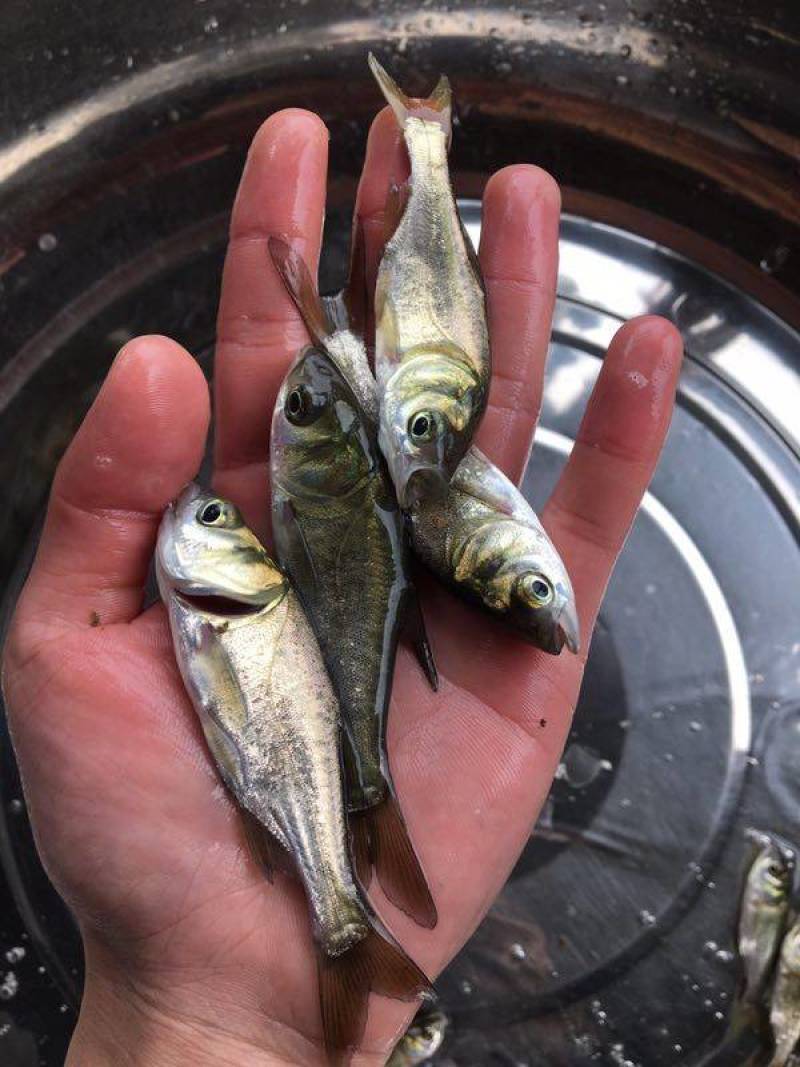 现苗发货花鲢鱼苗大头鱼苗雄鱼苗鳙鱼苗胖头鱼苗