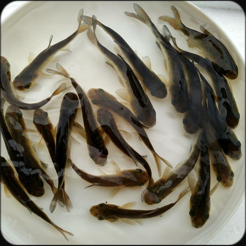 现苗发货花鲢鱼苗大头鱼苗雄鱼苗鳙鱼苗胖头鱼苗
