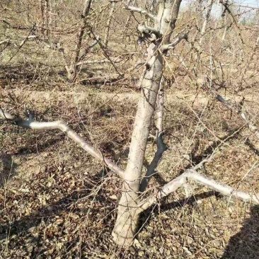 山西占地桃树，嫁接红梅的桃树桩7-13公分