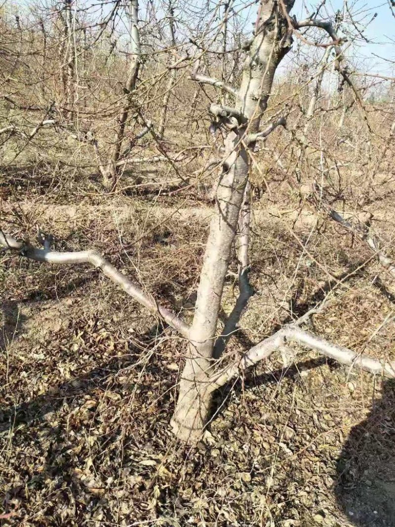 山西占地桃树，嫁接红梅的桃树桩7-13公分