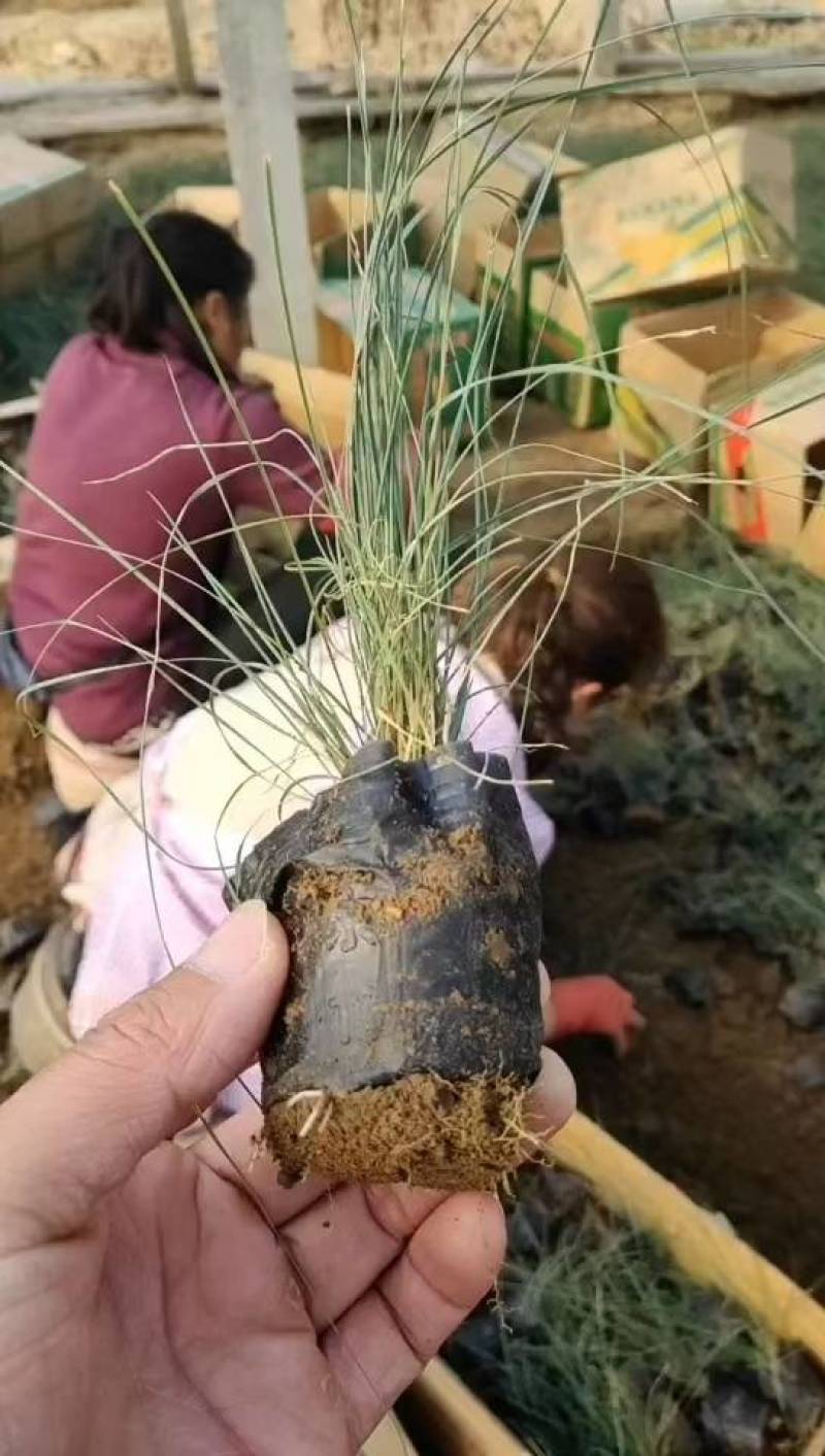 粉黛乱子草苗山东青州大量供应粉黛乱子草花苗