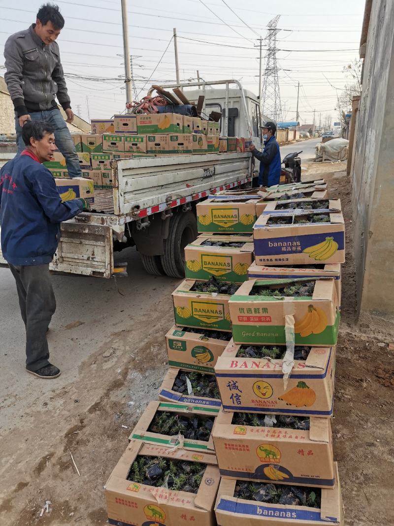 粉黛乱子草苗山东青州大量供应粉黛乱子草花苗