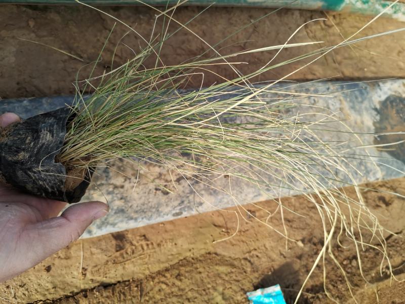 粉黛乱子草苗山东青州大量供应粉黛乱子草花苗