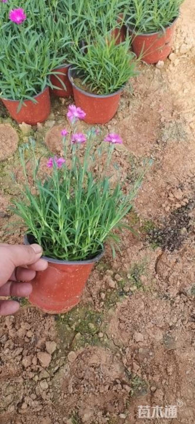 欧石竹，完美石竹，大量供应，花期长，带花草坪