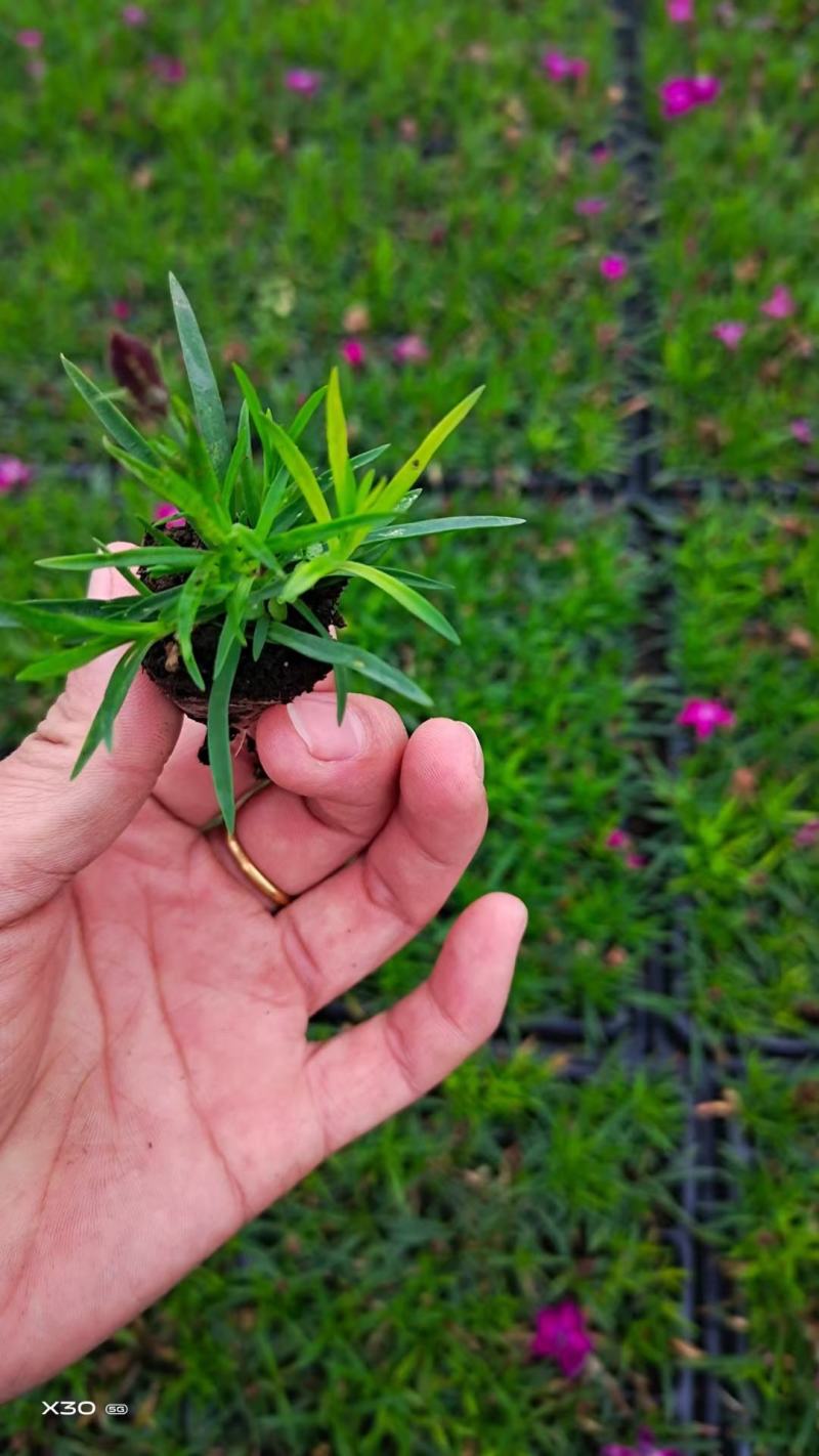 欧石竹，完美石竹，大量供应，花期长，带花草坪