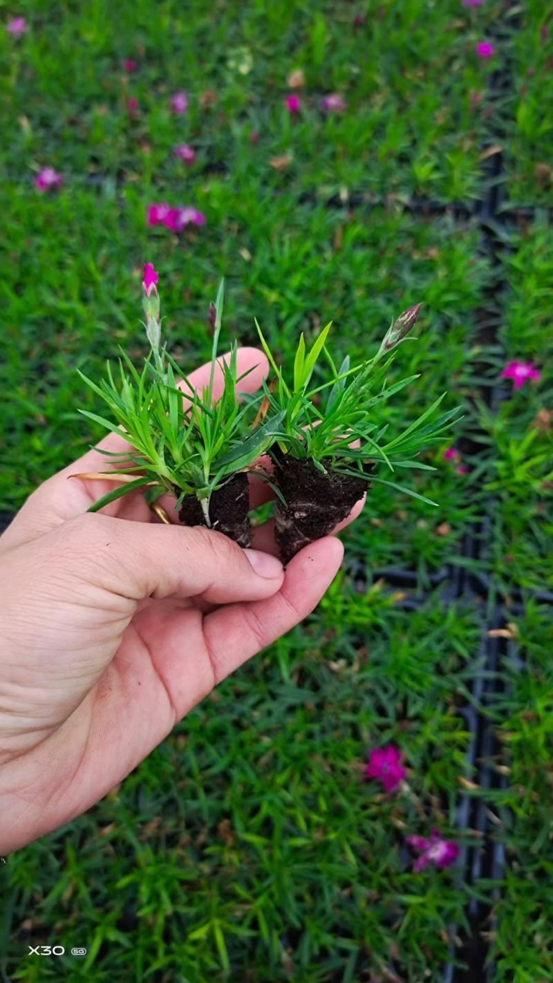 欧石竹，完美石竹，大量供应，花期长，带花草坪