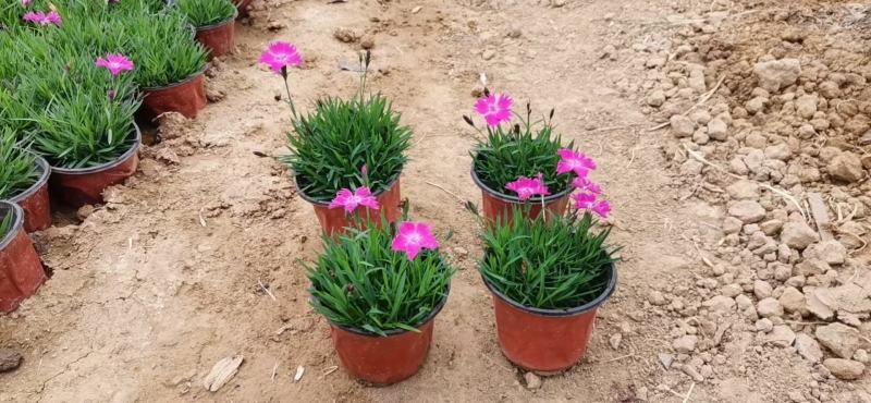 欧石竹，完美石竹，大量供应，花期长，带花草坪