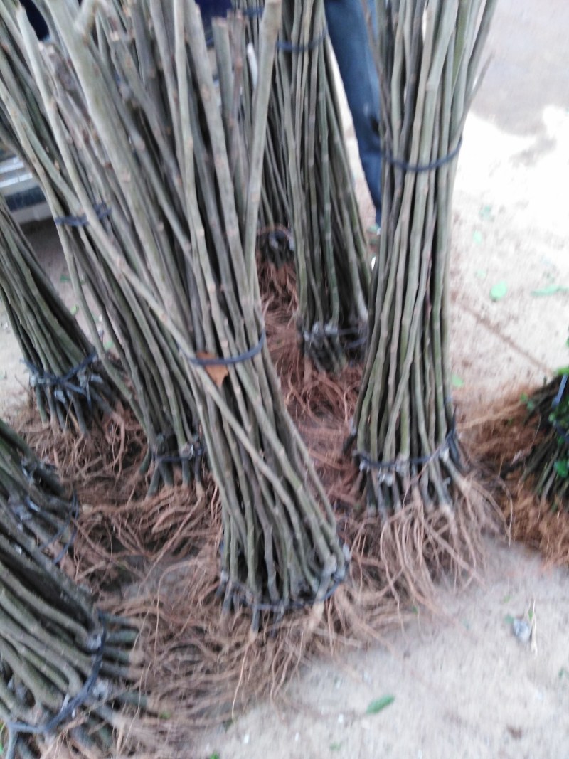 板栗苗、嫁接板栗苗、早熟板栗苗优质板栗嫁接苗