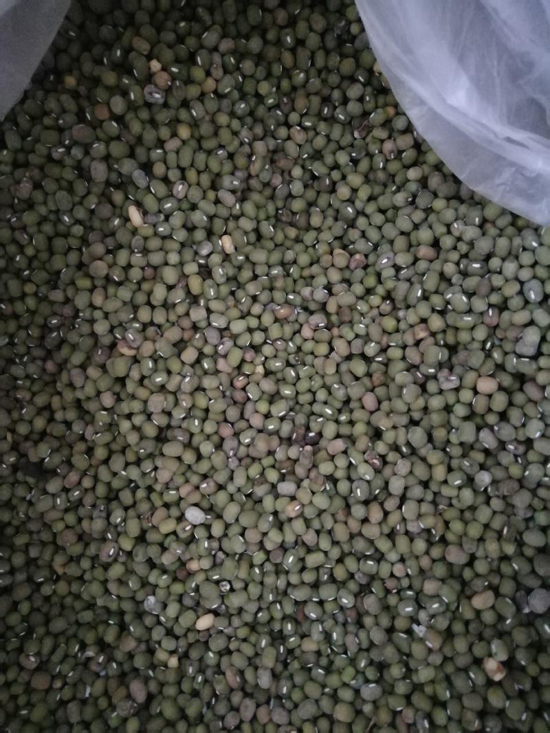 绿豆，俗称灰绿豆，做绿豆汤非常容易滚烂。