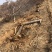 山西占地苹果树，10-15-20公分运城苹果树量大价低