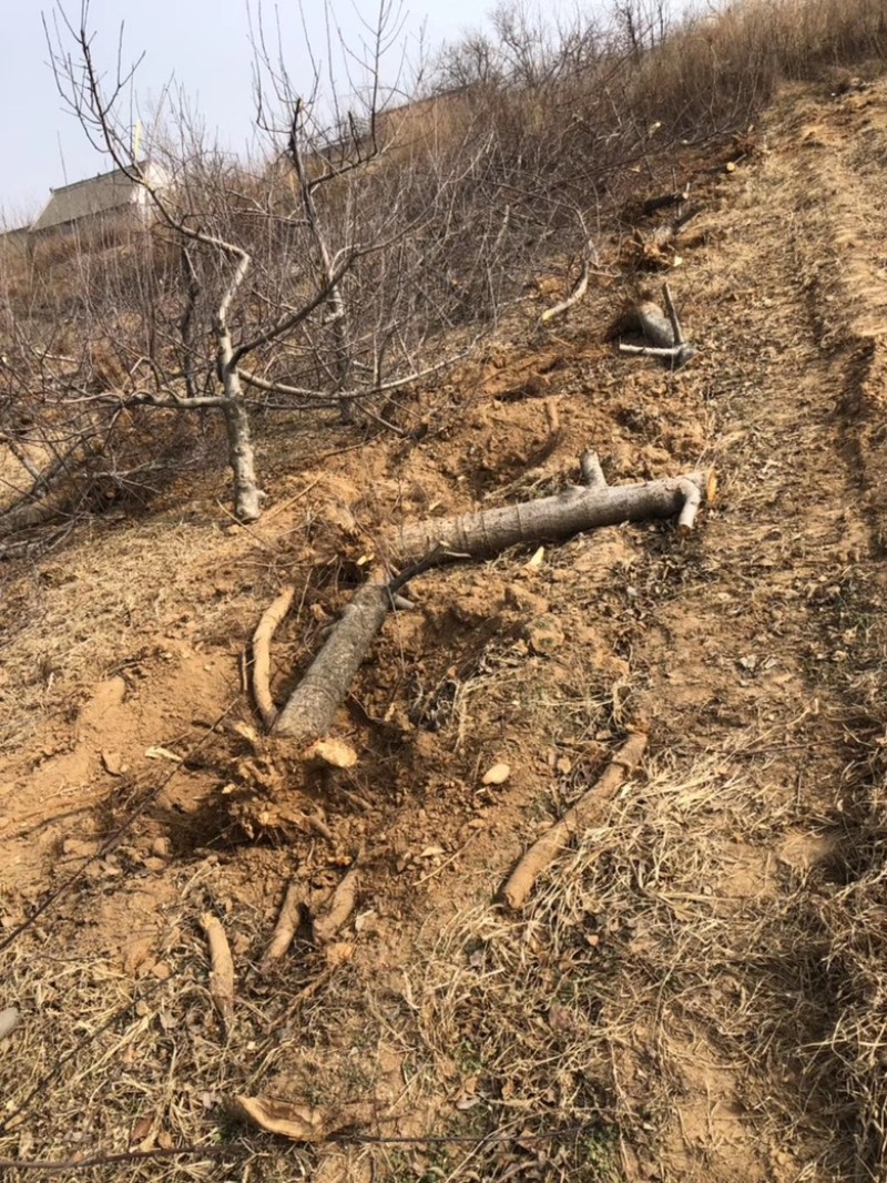 山西占地苹果树，10-15-20公分运城苹果树量大价低