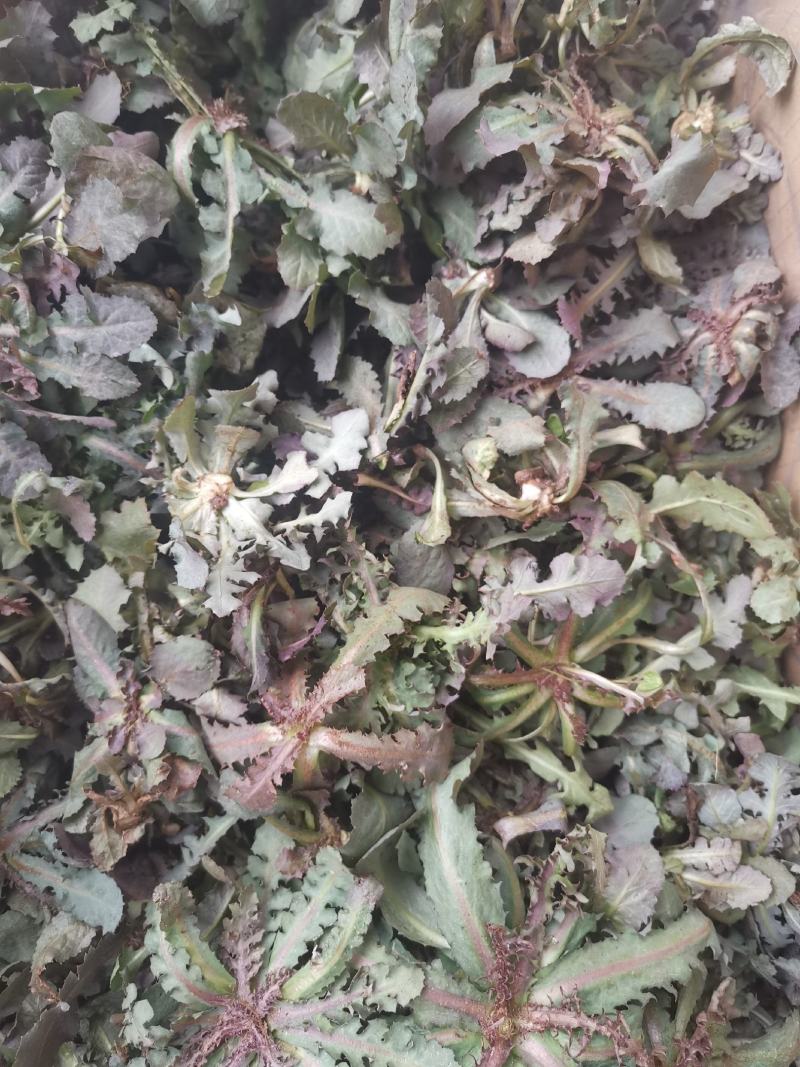 秋季鲜苦菜苦碟子，产地一手货源批发，现挖野生特菜带根去干