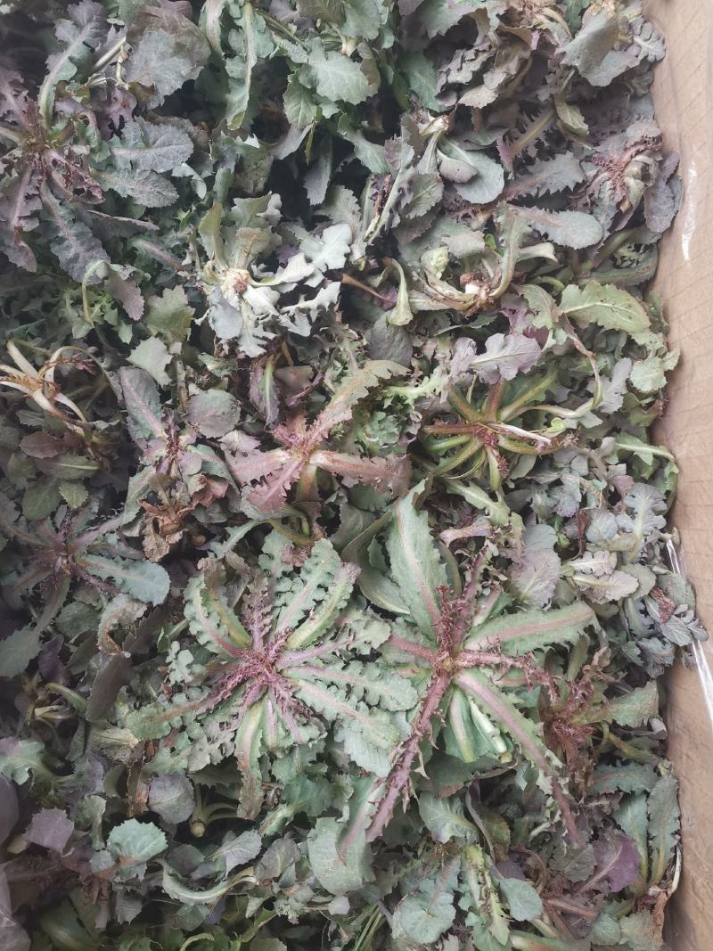 秋季鲜苦菜苦碟子，产地一手货源批发，现挖野生特菜带根去干