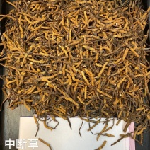 虫草特价中断草1克76元/克，10克起发