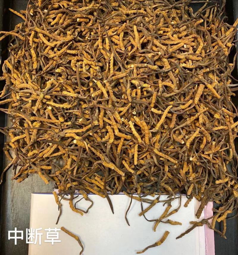 虫草特价中断草1克76元/克，10克起发