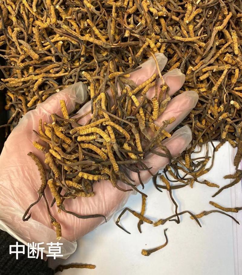 虫草特价中断草1克76元/克，10克起发