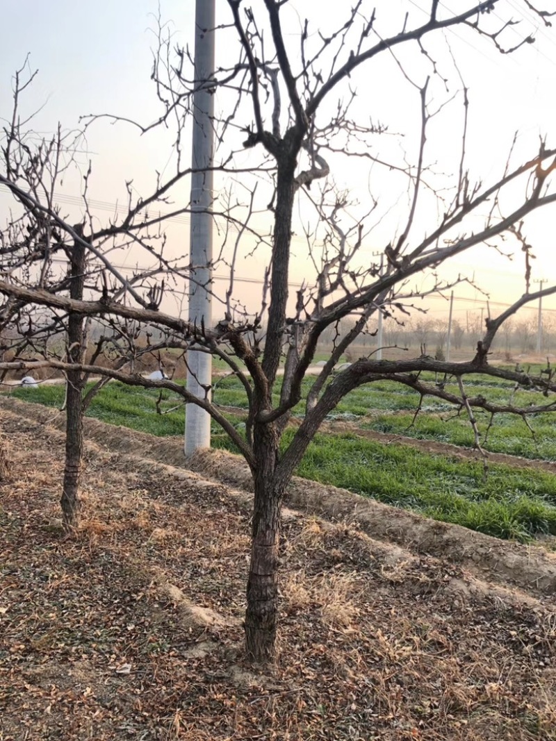山西运城枣树苗，枣树基地，6-12公分占地枣树