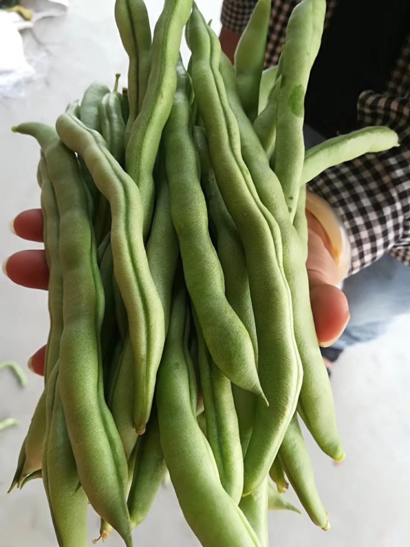 四季豆（广西合浦大量供应四季豆）欢迎大量收购