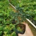 嘉宝果树苗树葡萄苗正宗台湾树葡萄沙巴四季南北种植量大优惠