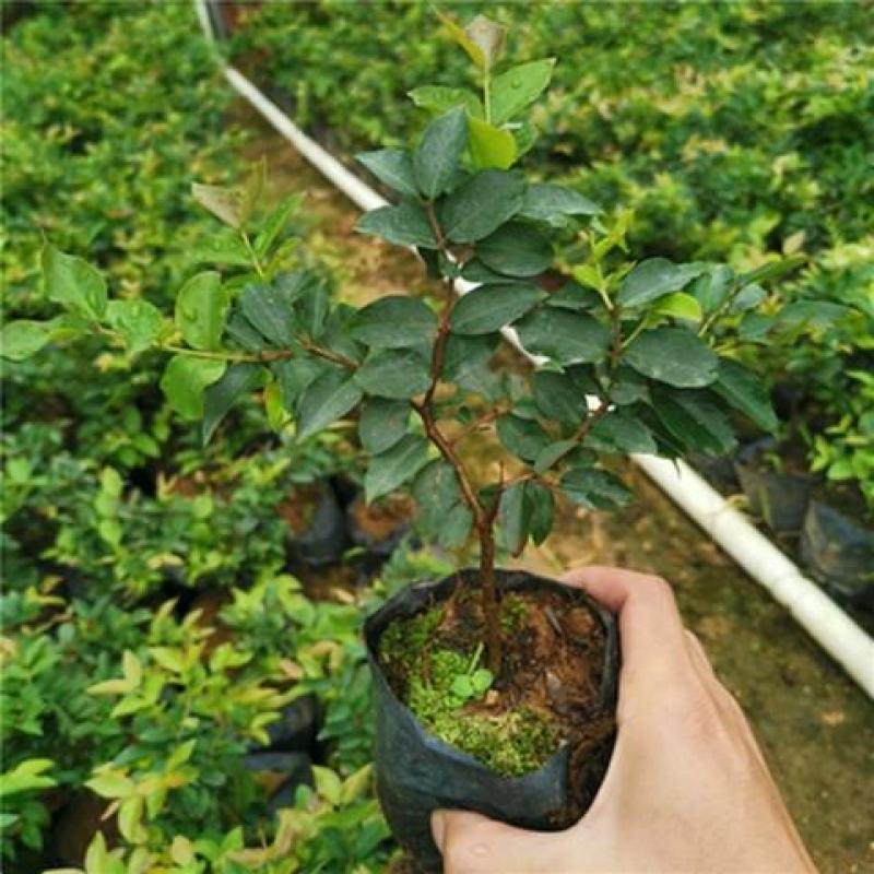 嘉宝果树苗树葡萄苗正宗台湾树葡萄沙巴四季南北种植量大优惠