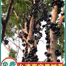嘉宝果树苗树葡萄苗正宗台湾树葡萄沙巴四季南北种植量大