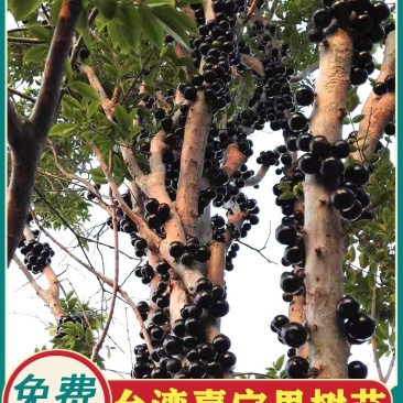嘉宝果树苗树葡萄苗正宗台湾树葡萄沙巴四季南北种植量大优惠