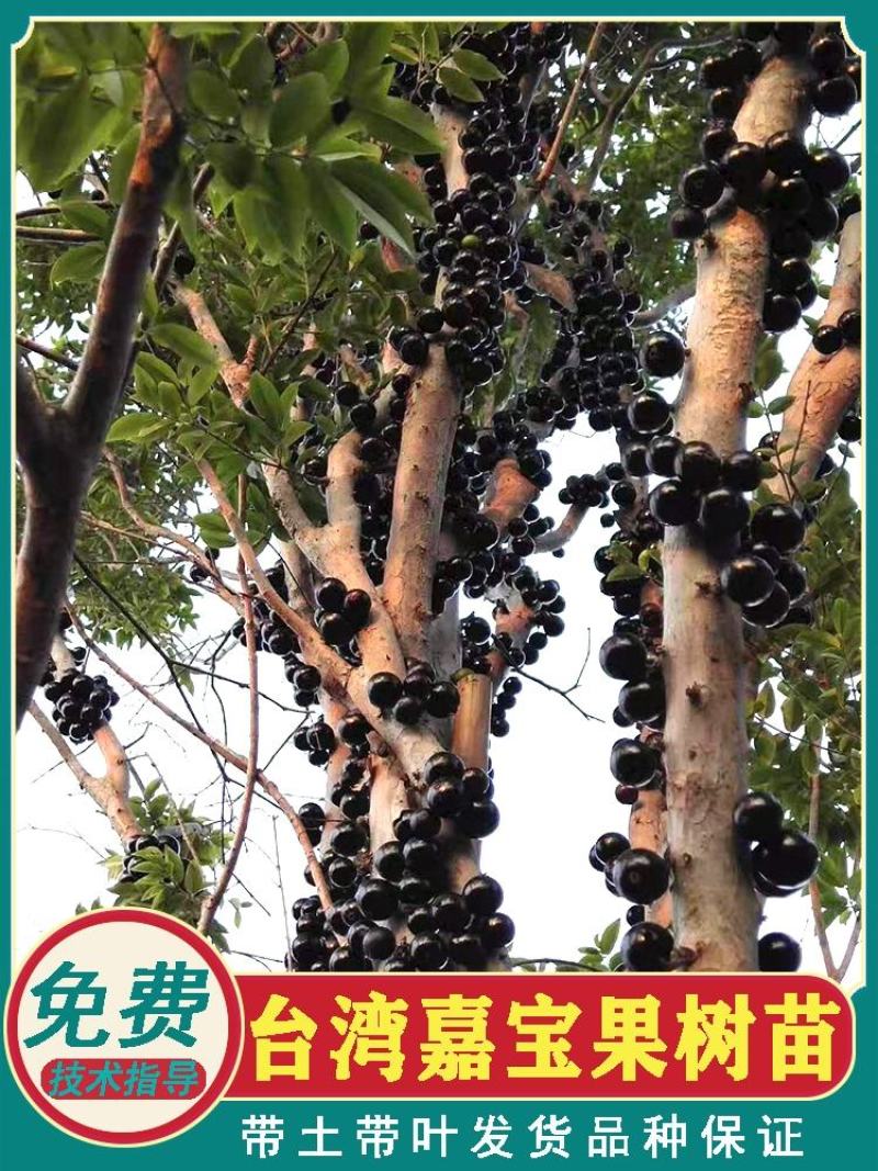 嘉宝果树苗树葡萄苗正宗台湾树葡萄沙巴四季南北种植量大优惠
