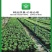 嘉宝果树苗树葡萄苗正宗台湾树葡萄沙巴四季南北种植量大优惠