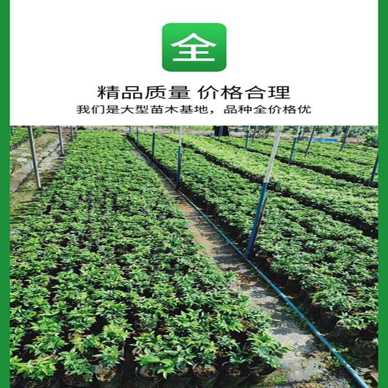 嘉宝果树苗树葡萄苗正宗台湾树葡萄沙巴四季南北种植量大优惠