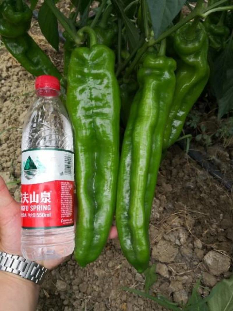 辣椒苗，黄皮牛角椒，青皮羊角椒高产早熟，抗病强