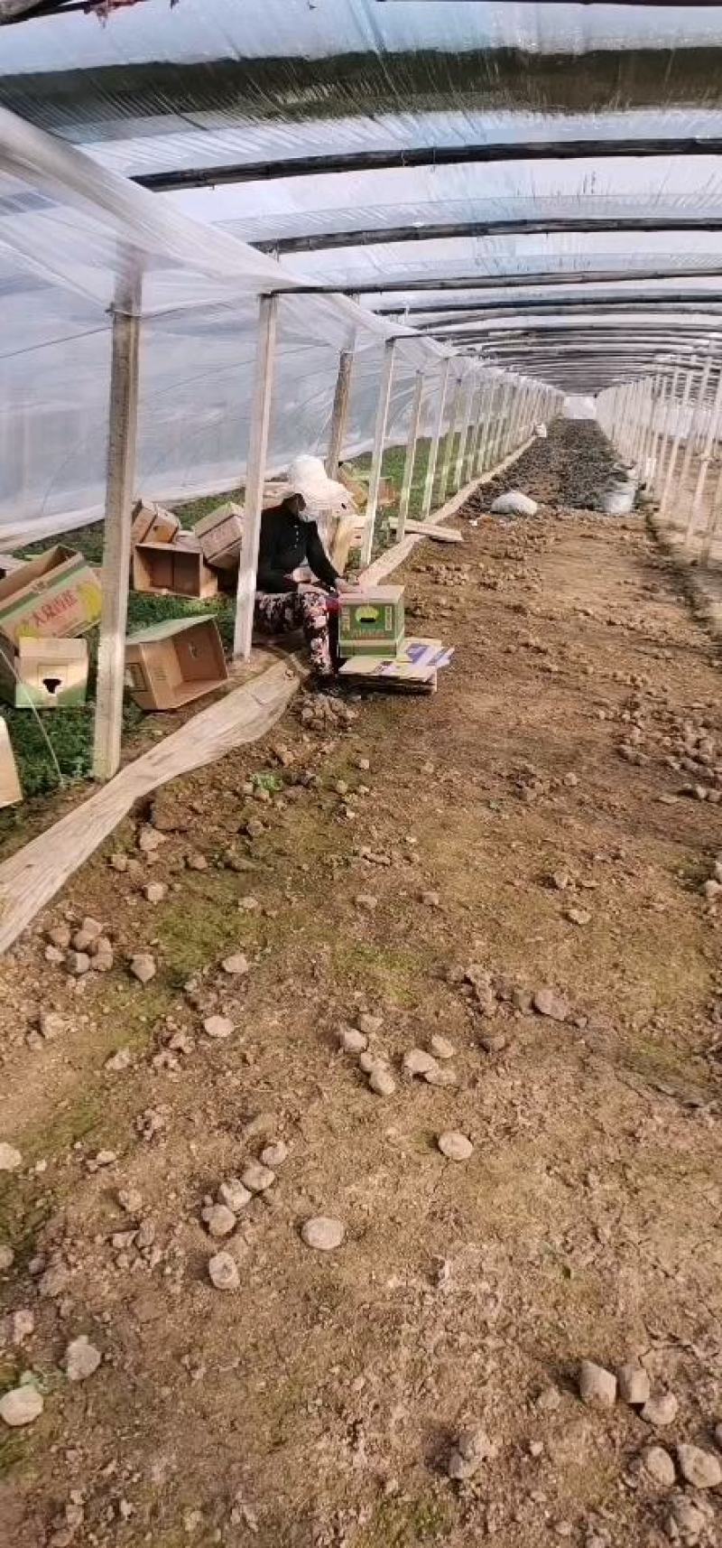 欧石竹，开花机器，，花期长，耐踩踏，草坪，山东青州欧石竹