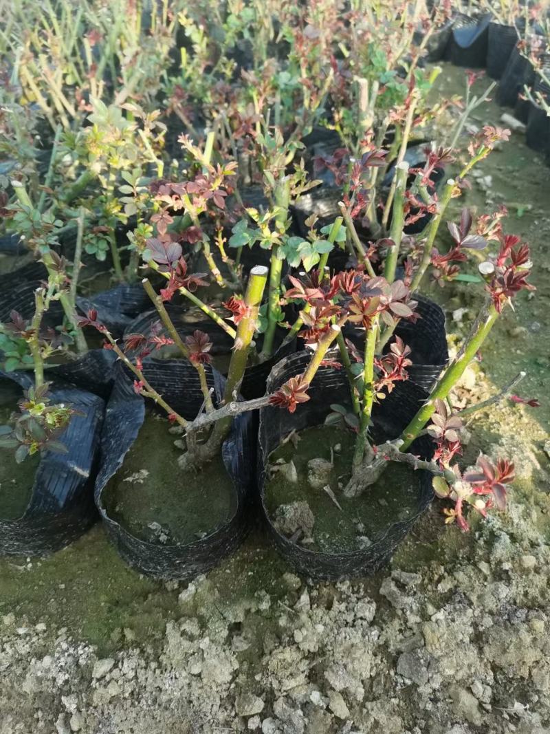 欧石竹，开花机器，，花期长，耐踩踏，草坪，山东青州欧石竹