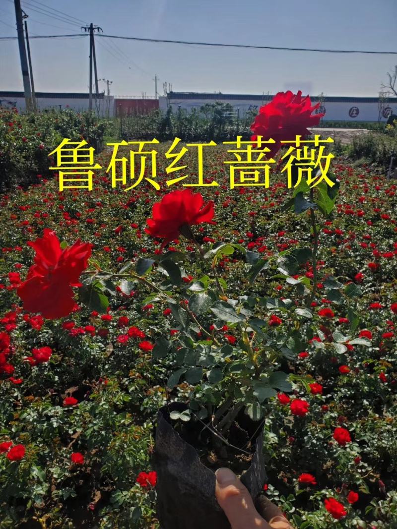 欧石竹，开花机器，，花期长，耐踩踏，草坪，山东青州欧石竹
