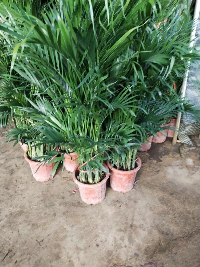 富贵叶/平安树/自己种植无中间赚差价