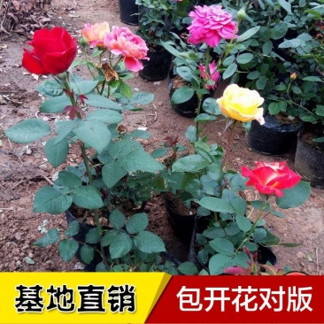 玫瑰花苗月季盆栽四季种易活老桩室外树苗大花浓香开花不断庭