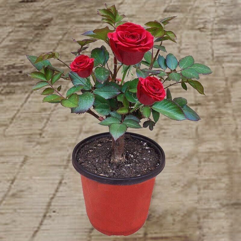 玫瑰花苗月季盆栽四季种易活老桩室外树苗大花浓香开花不断庭