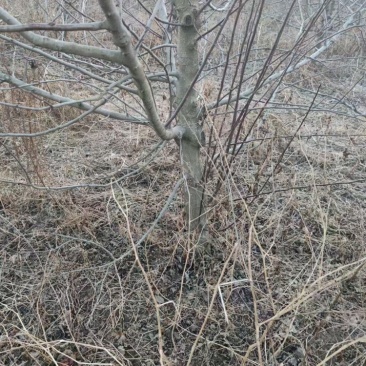 精品占地苹果树走量全部清地处理需要联系价格便宜可先看货