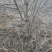 精品占地苹果树走量全部清地处理需要联系价格便宜可先看货