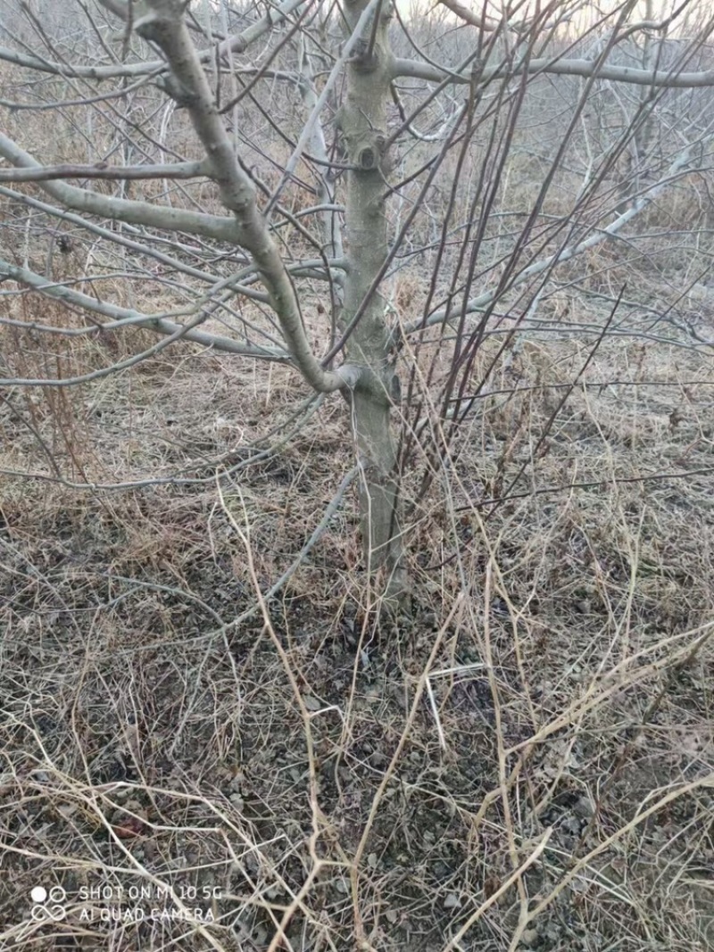精品占地苹果树走量全部清地处理需要联系价格便宜可先看货