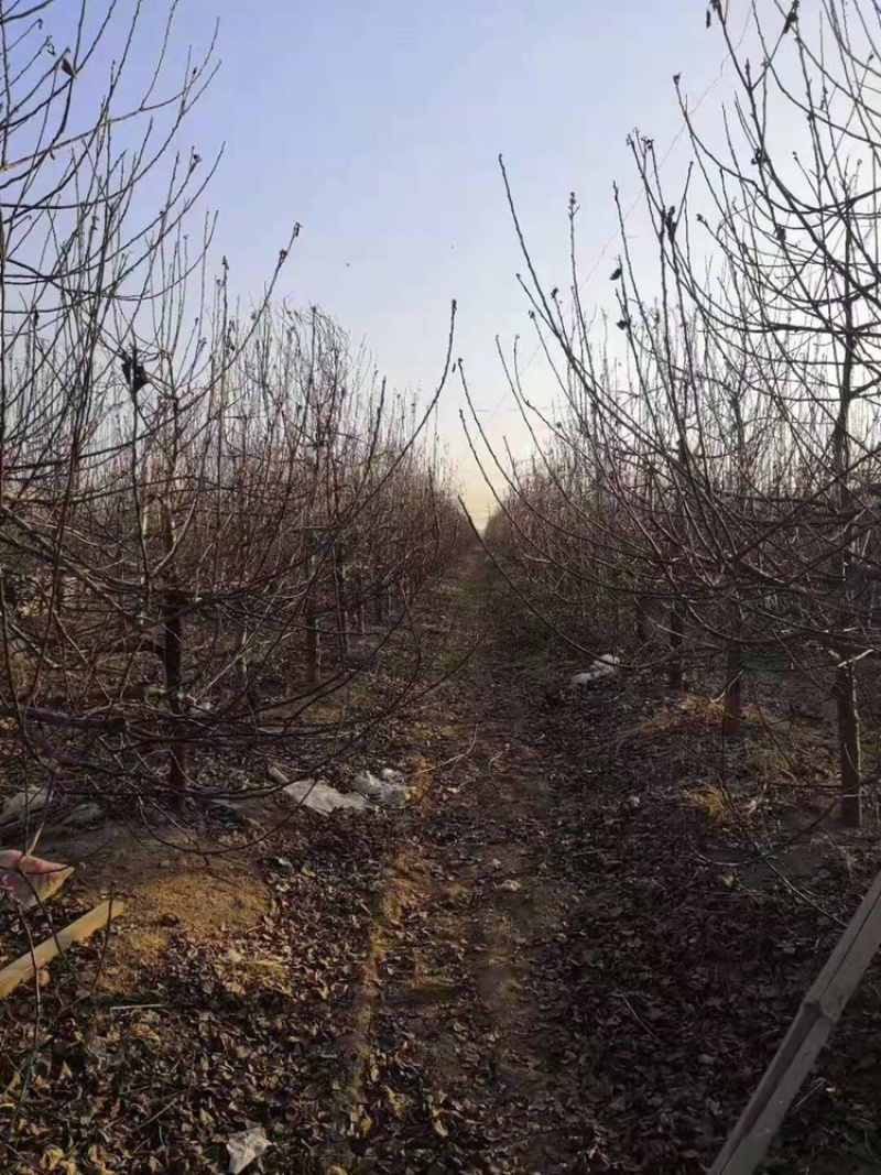 精品占地苹果树走量全部清地处理需要联系价格便宜可先看货