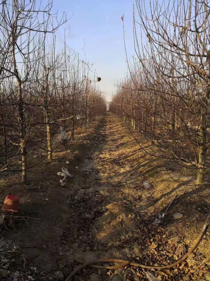 精品占地苹果树走量全部清地处理需要联系价格便宜可先看货