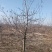 精品占地苹果树走量全部清地处理需要联系价格便宜可先看货