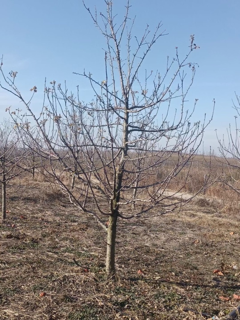 精品占地苹果树走量全部清地处理需要联系价格便宜可先看货