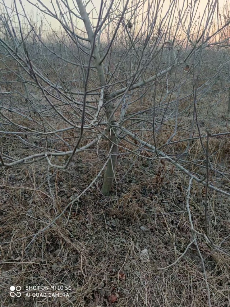 精品占地苹果树走量全部清地处理需要联系价格便宜可先看货