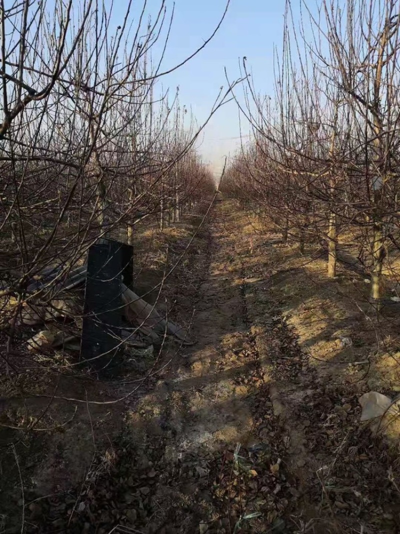 精品占地苹果树走量全部清地处理需要联系价格便宜可先看货