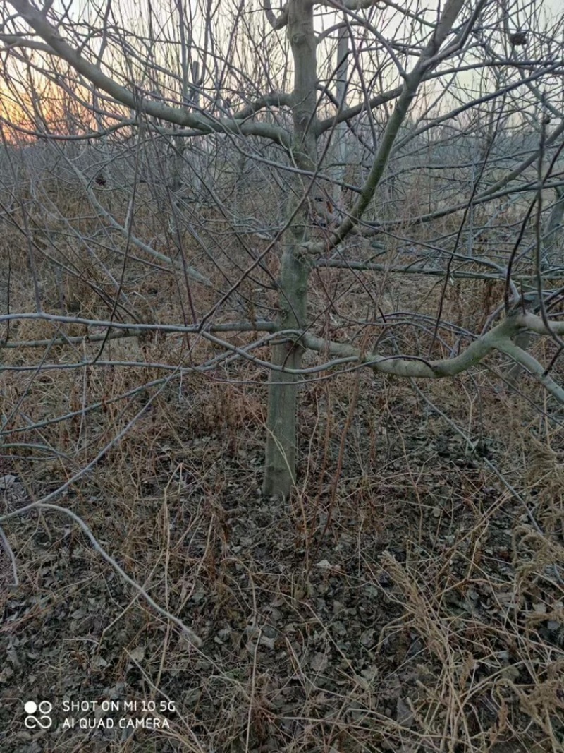 精品占地苹果树走量全部清地处理需要联系价格便宜可先看货