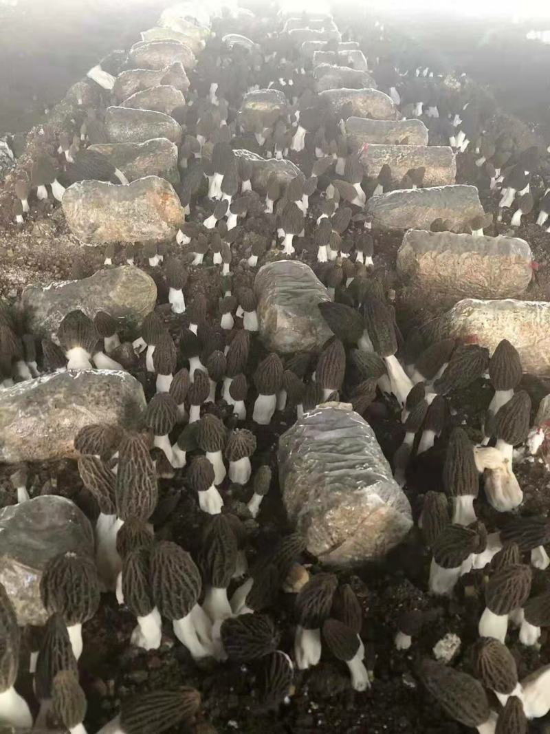 新鲜的羊肚菌上市了，价格不高。还有风干的羊肚菌。