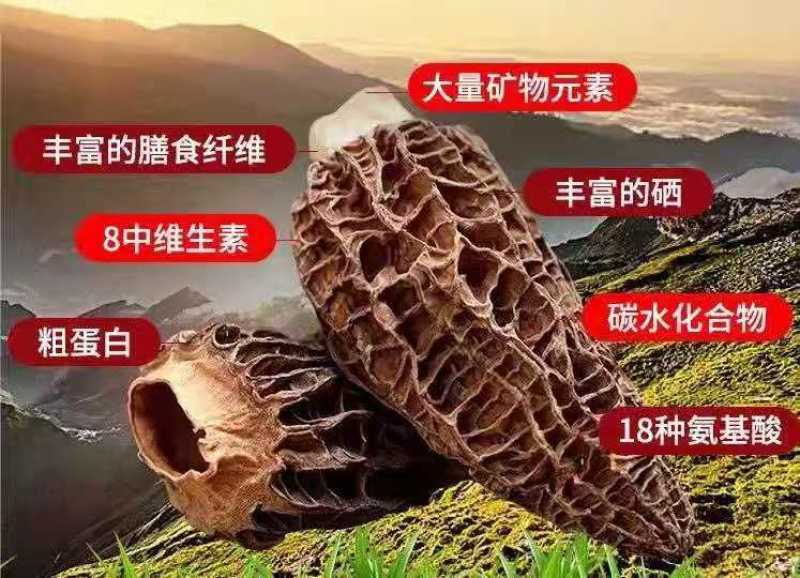 新鲜的羊肚菌上市了，价格不高。还有风干的羊肚菌。