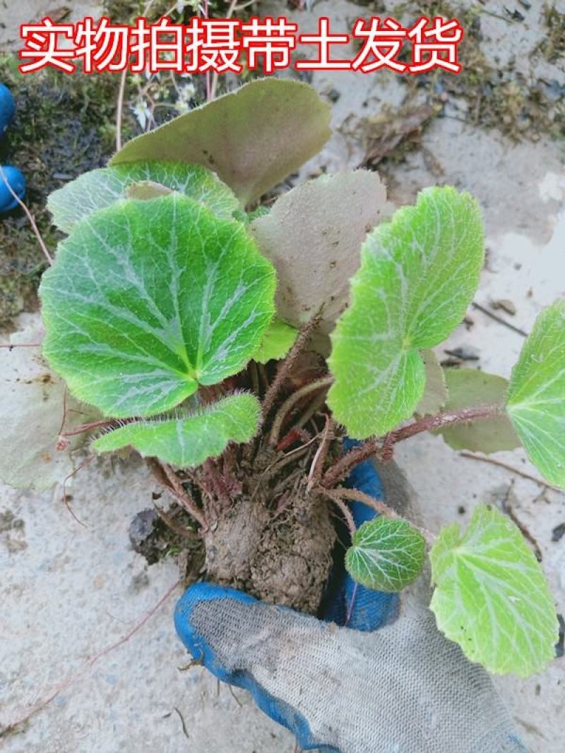 野生药材虎耳草金丝荷叶吊金钱水培假山阳台室内盆栽观赏花卉