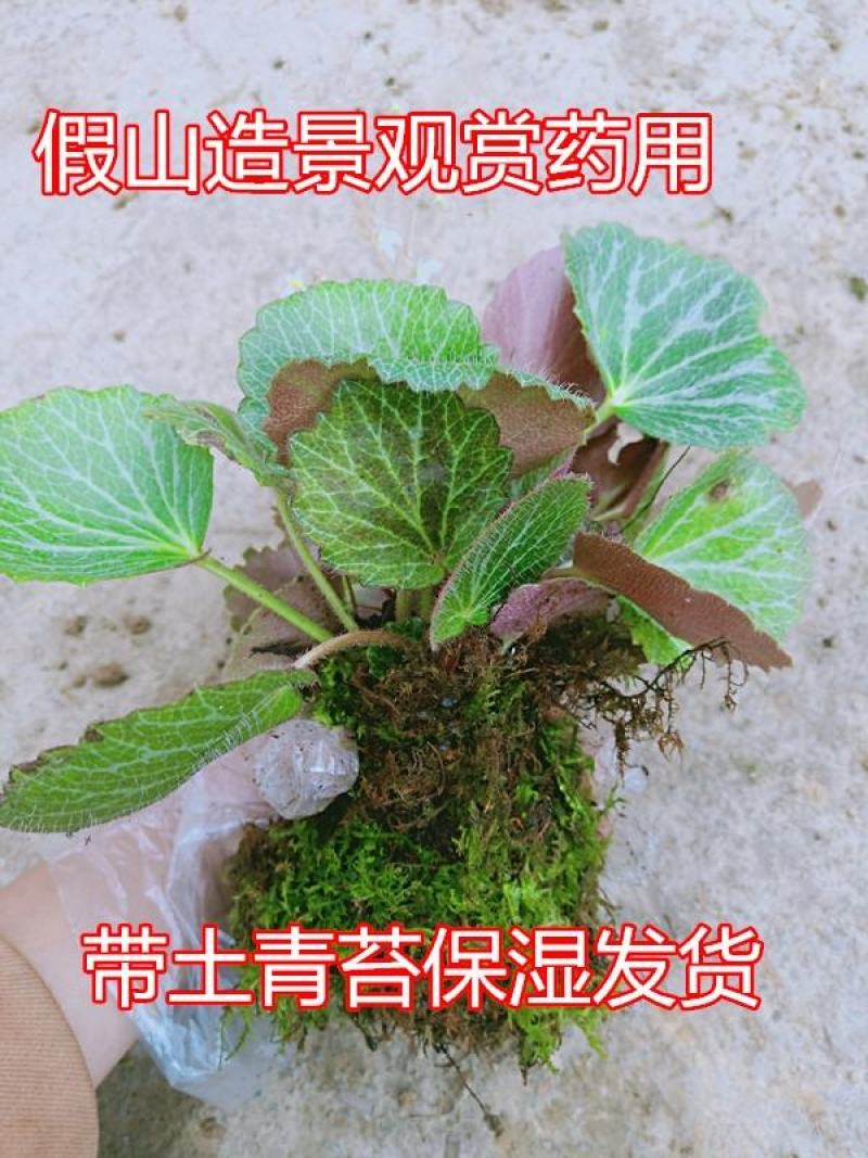 野生药材虎耳草金丝荷叶吊金钱水培假山阳台室内盆栽观赏花卉